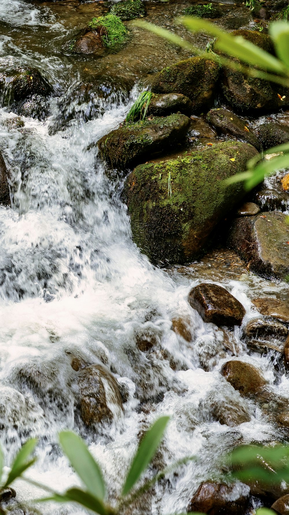 green moss on rock near water falls