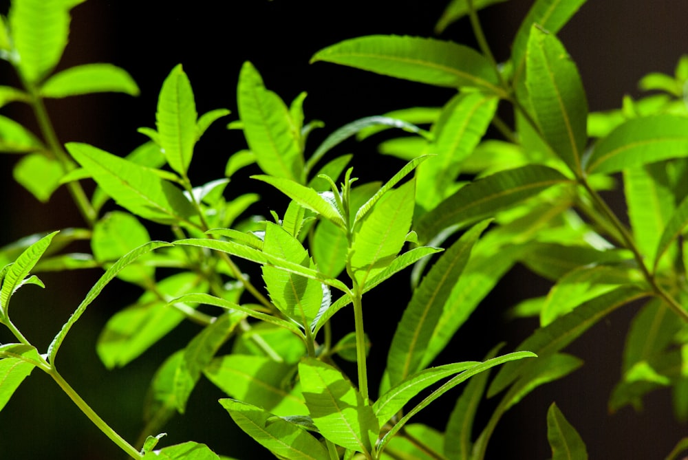 green leaves in black background