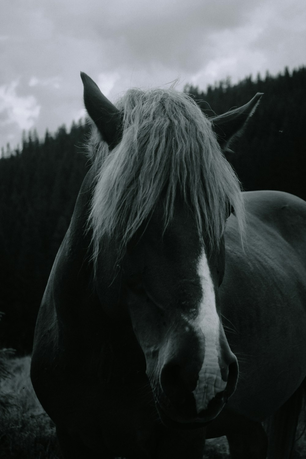 black and white horse in grayscale photography