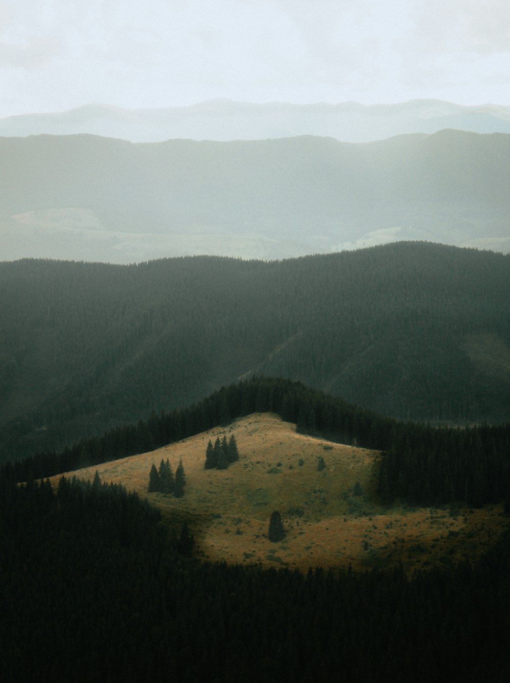 green trees on mountain during daytime