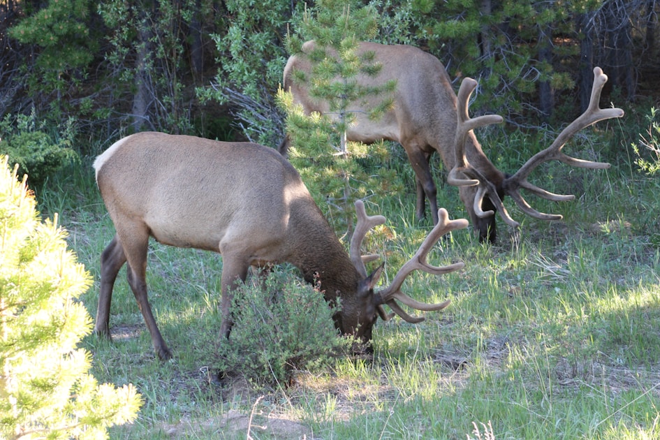 Large bull elk in Arizona ponderosa pine forest during fall rut