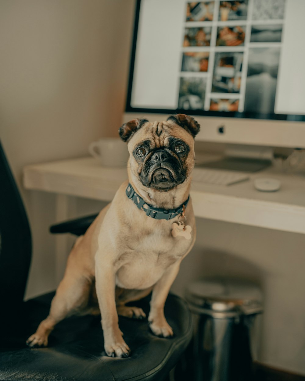 fawn pug sitting on white table