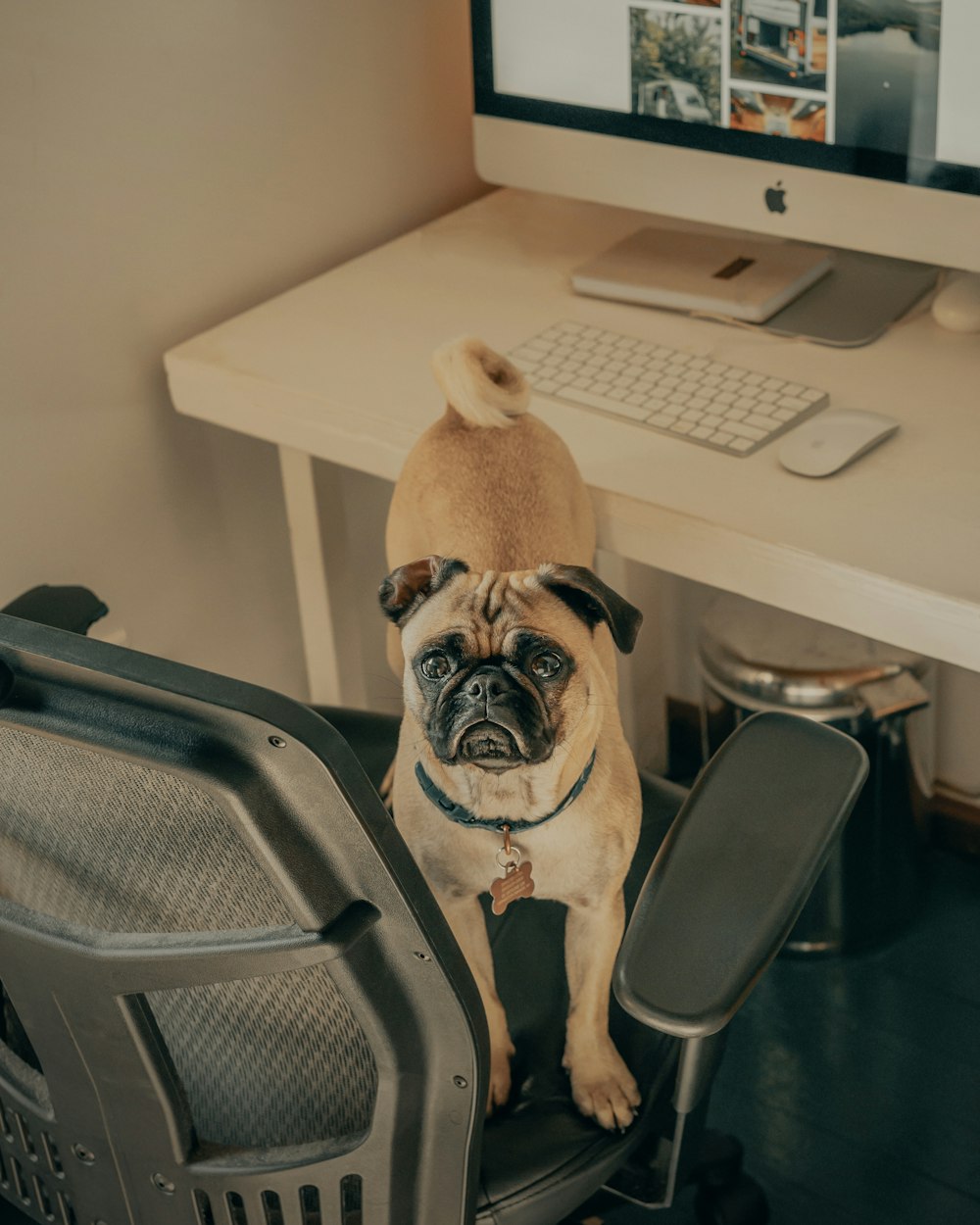 fawn pug on black chair