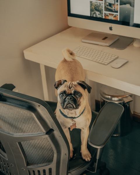 Best Dog Breeds for Working from Home: Office Companions