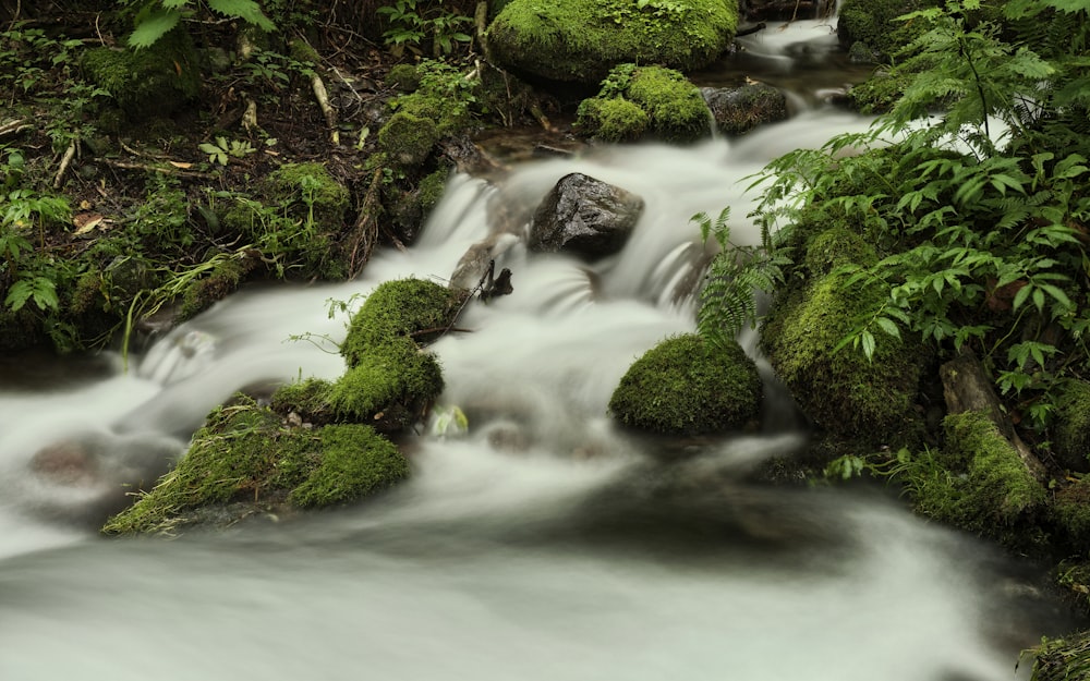 green moss on rocks in river