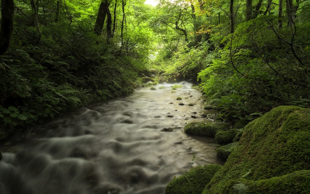 river in the middle of green trees