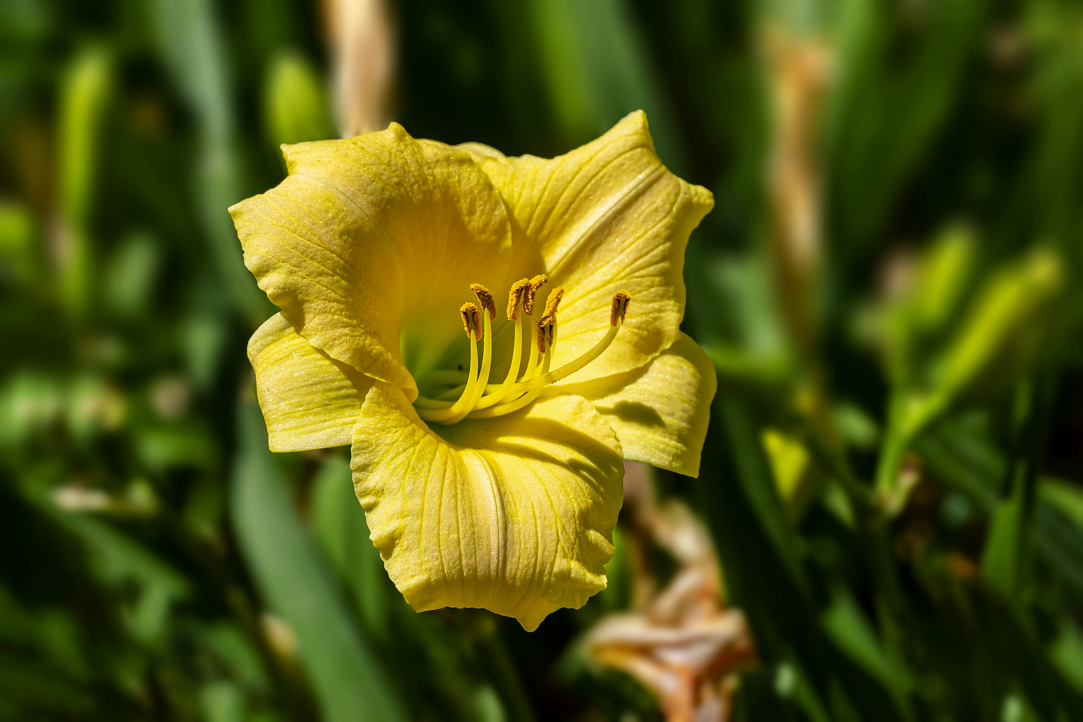 yellow flower in tilt shift lens