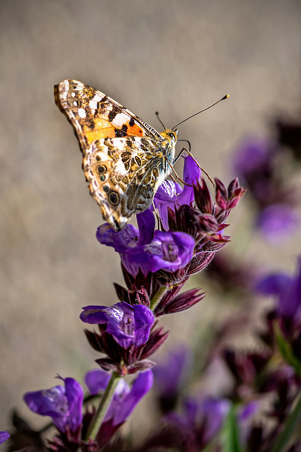 brown white and black butterfly perched on purple flower in close up photography during daytime