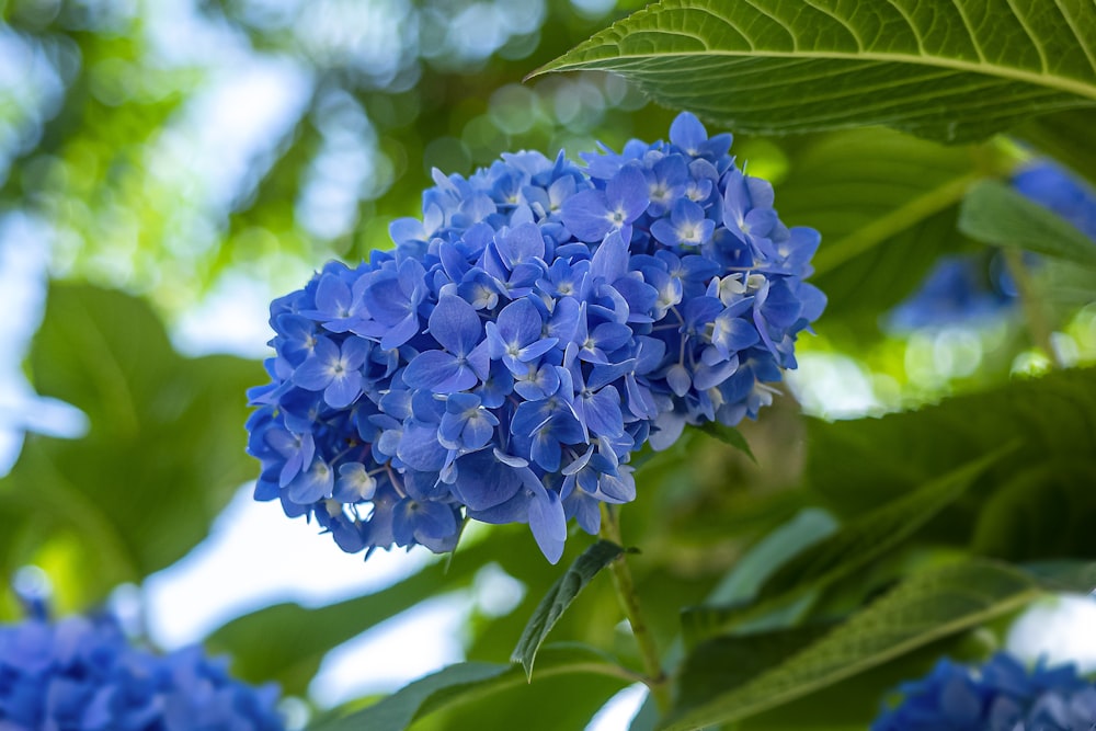 blue flower in tilt shift lens