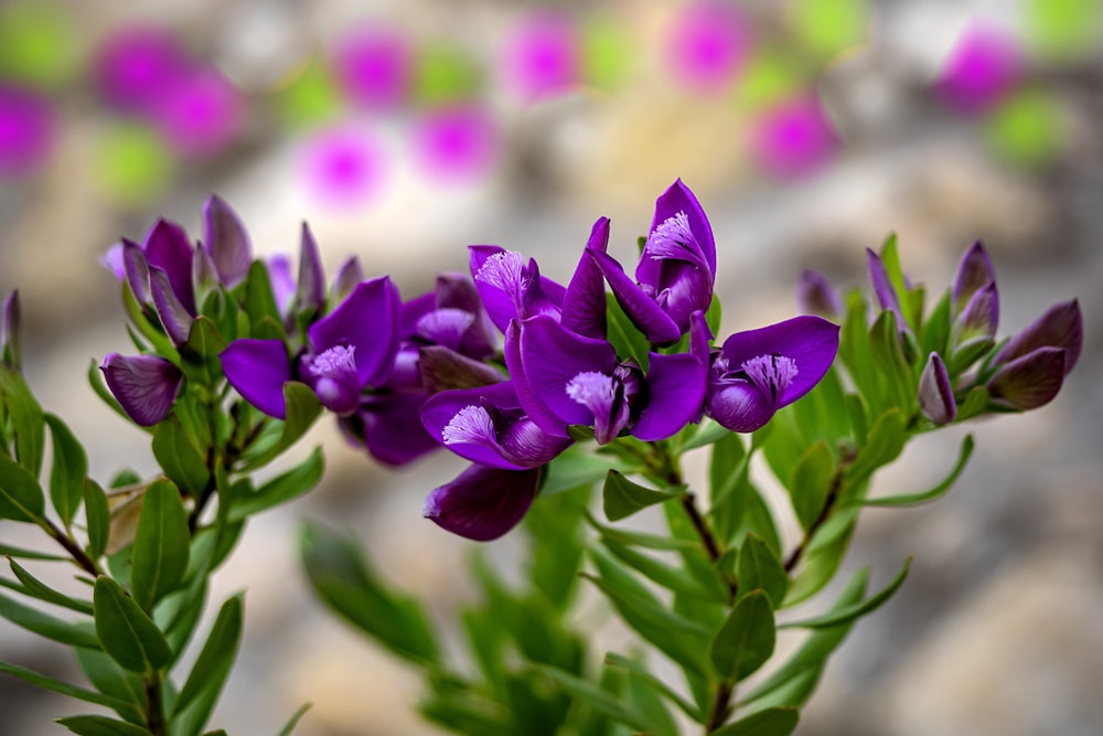 purple flowers in tilt shift lens