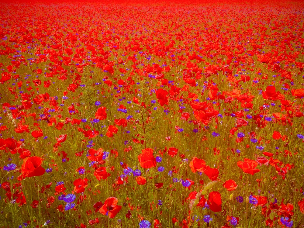 red and yellow flower field during daytime