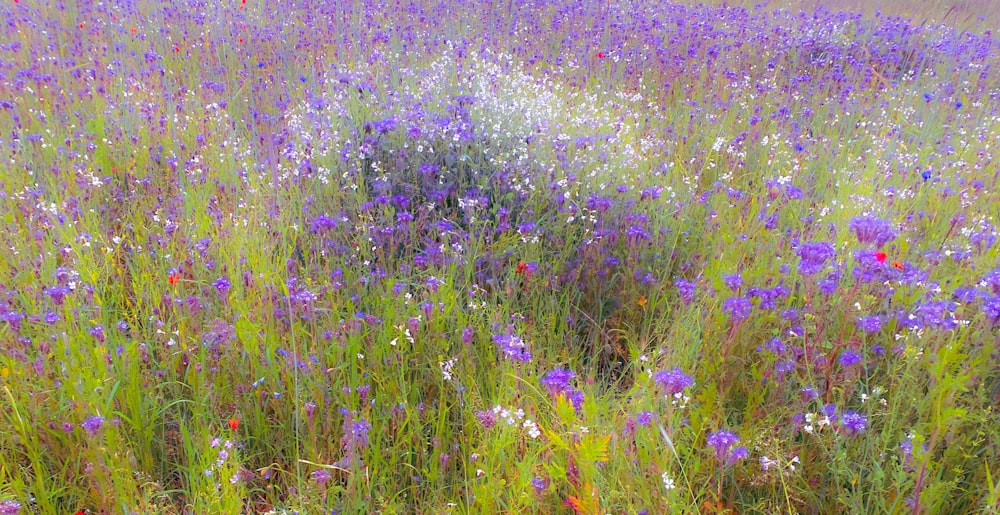 purple flower field during daytime