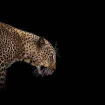 brown and black leopard illustration