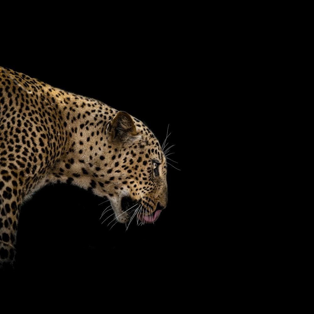 ilustração marrom e preta do leopardo