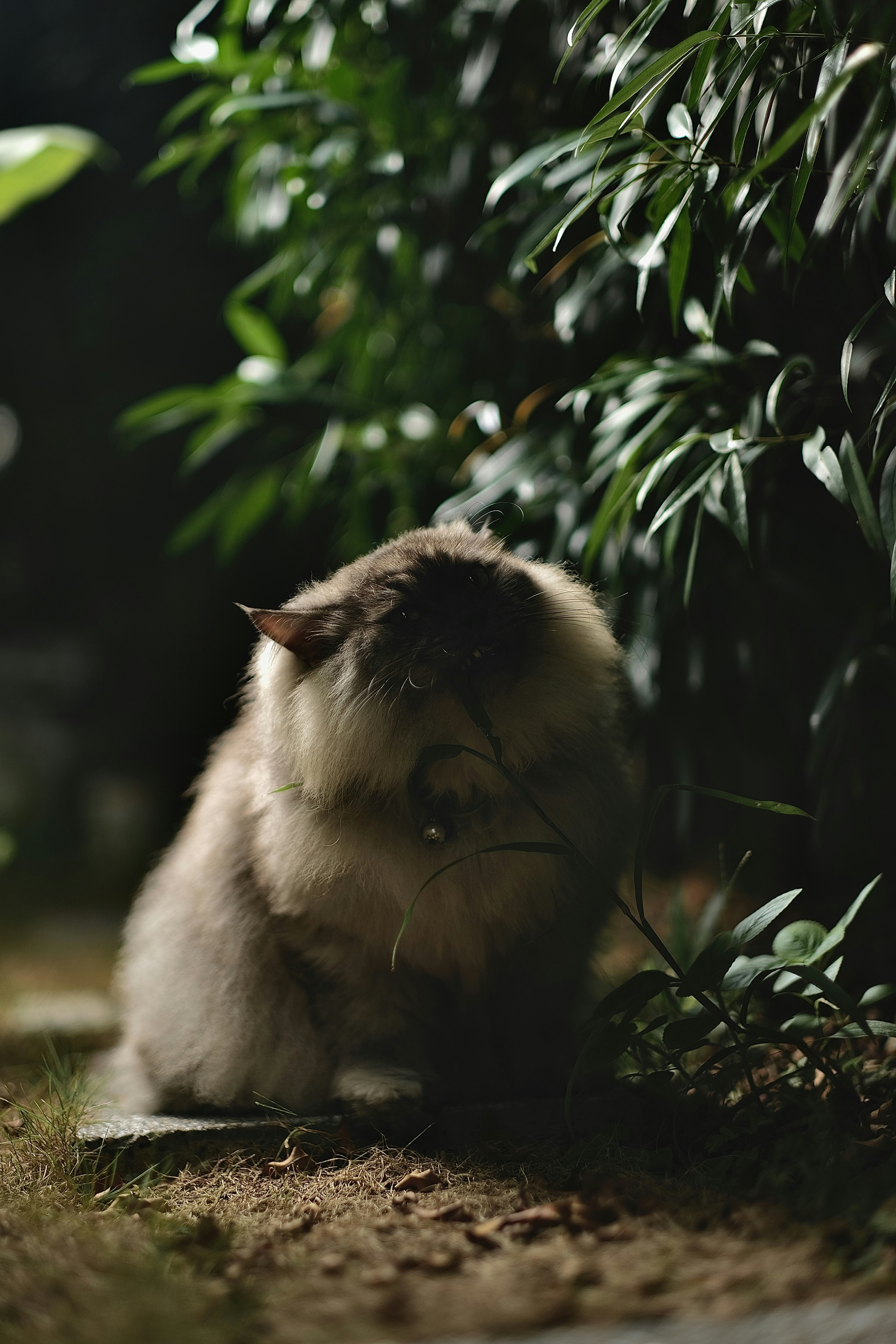 brown and black long coated cat on green leaves