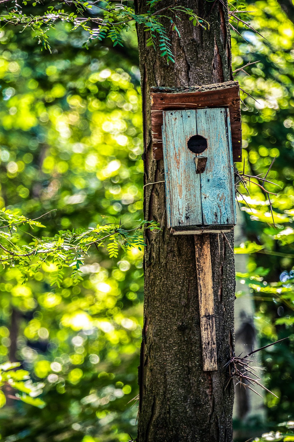 brown wooden birdhouse on brown tree trunk during daytime