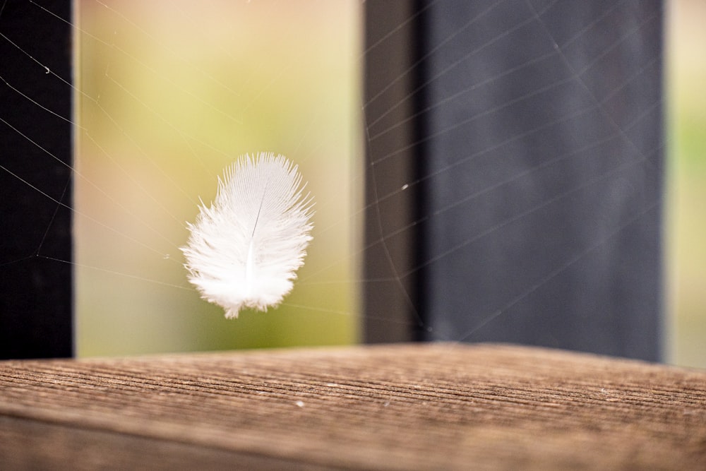 white dandelion in close up photography