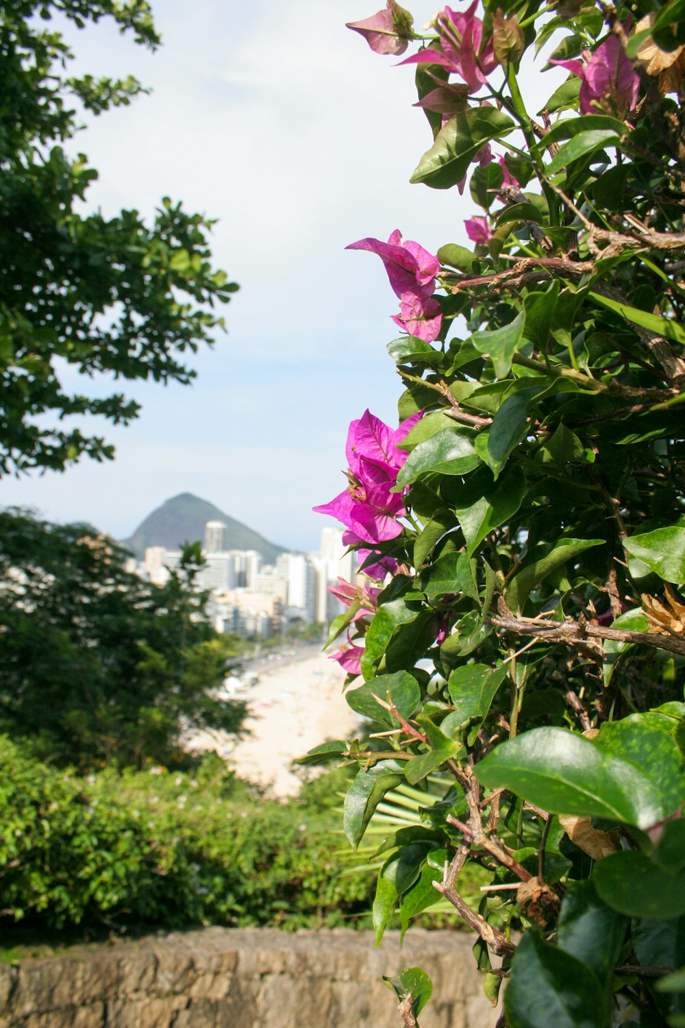 pink flower with green leaves