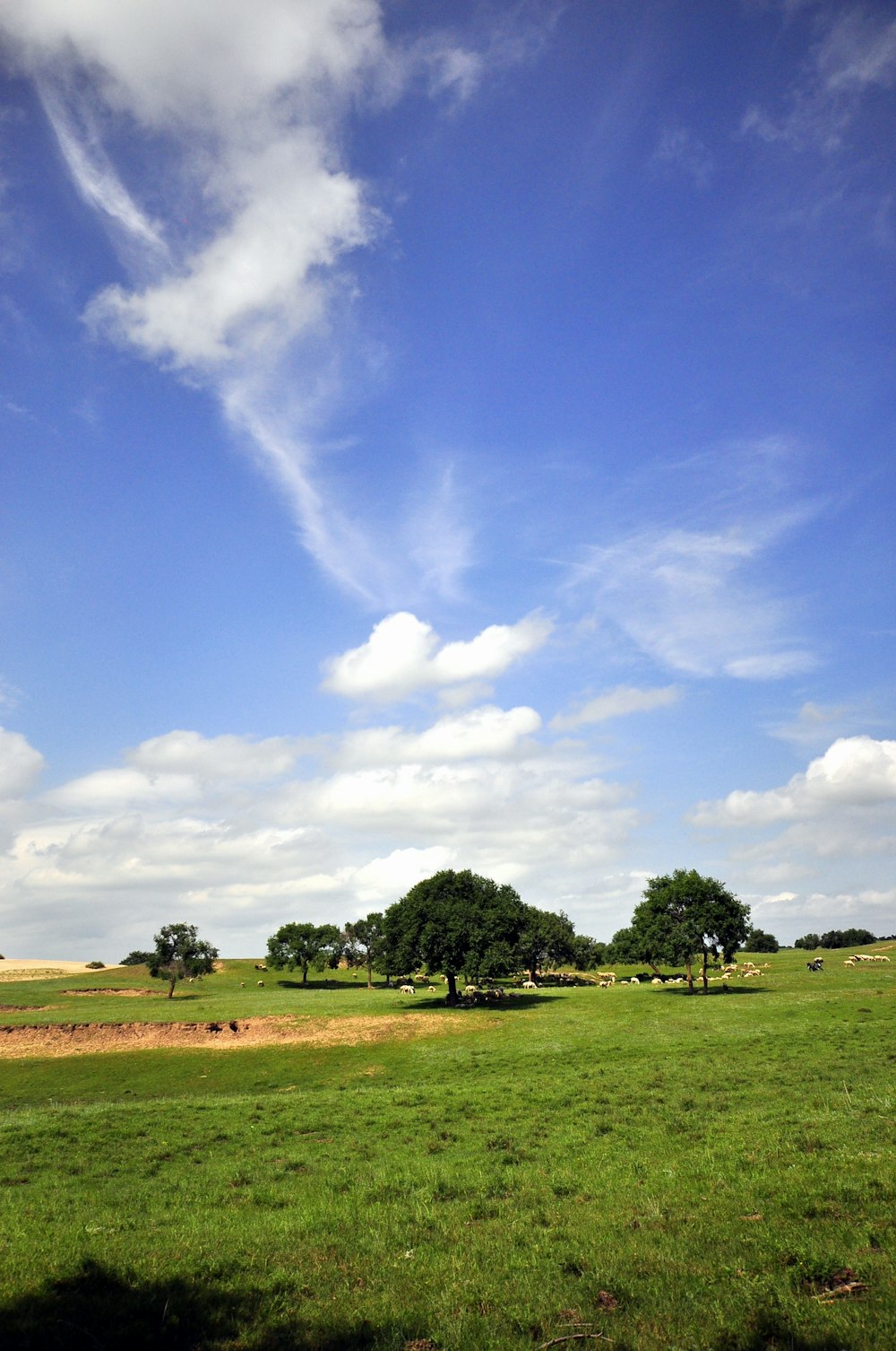 green grass field under blue sky and white clouds during daytime