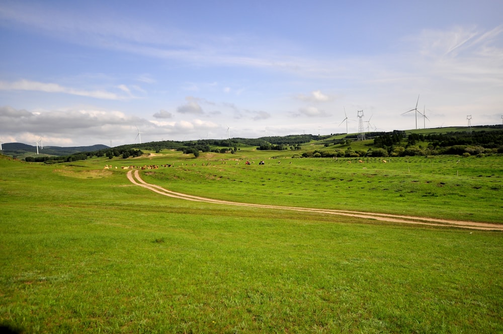 green grass field under blue sky during daytime