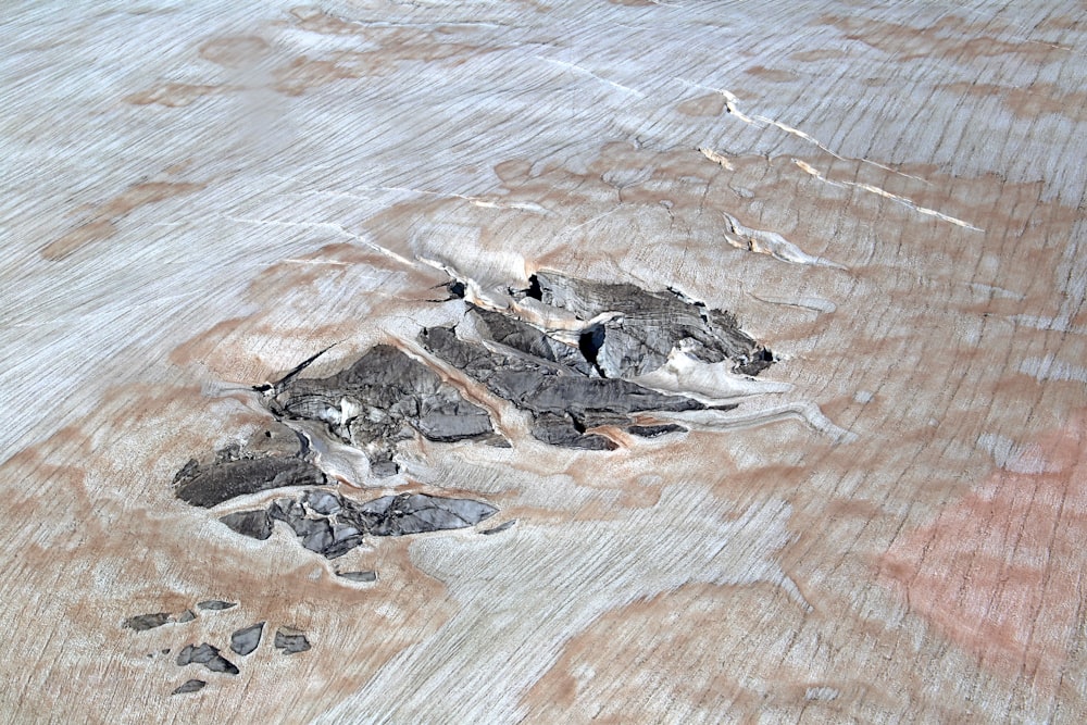 brown and white bird on brown rock