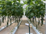 Rows of English cucumbers thriving in nutrient-rich water channels.