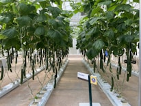 A greenhouse with long rows of cucumber plants growing hydroponically. The plants have lush green leaves and numerous cucumbers hanging from vines supported by strings. A sign labeled 'Cucumber' is placed in the foreground.