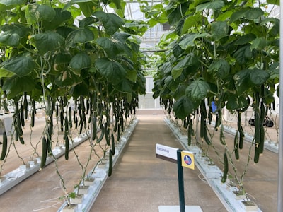 A greenhouse with long rows of cucumber plants growing hydroponically. The plants have lush green leaves and numerous cucumbers hanging from vines supported by strings. A sign labeled 'Cucumber' is placed in the foreground.
