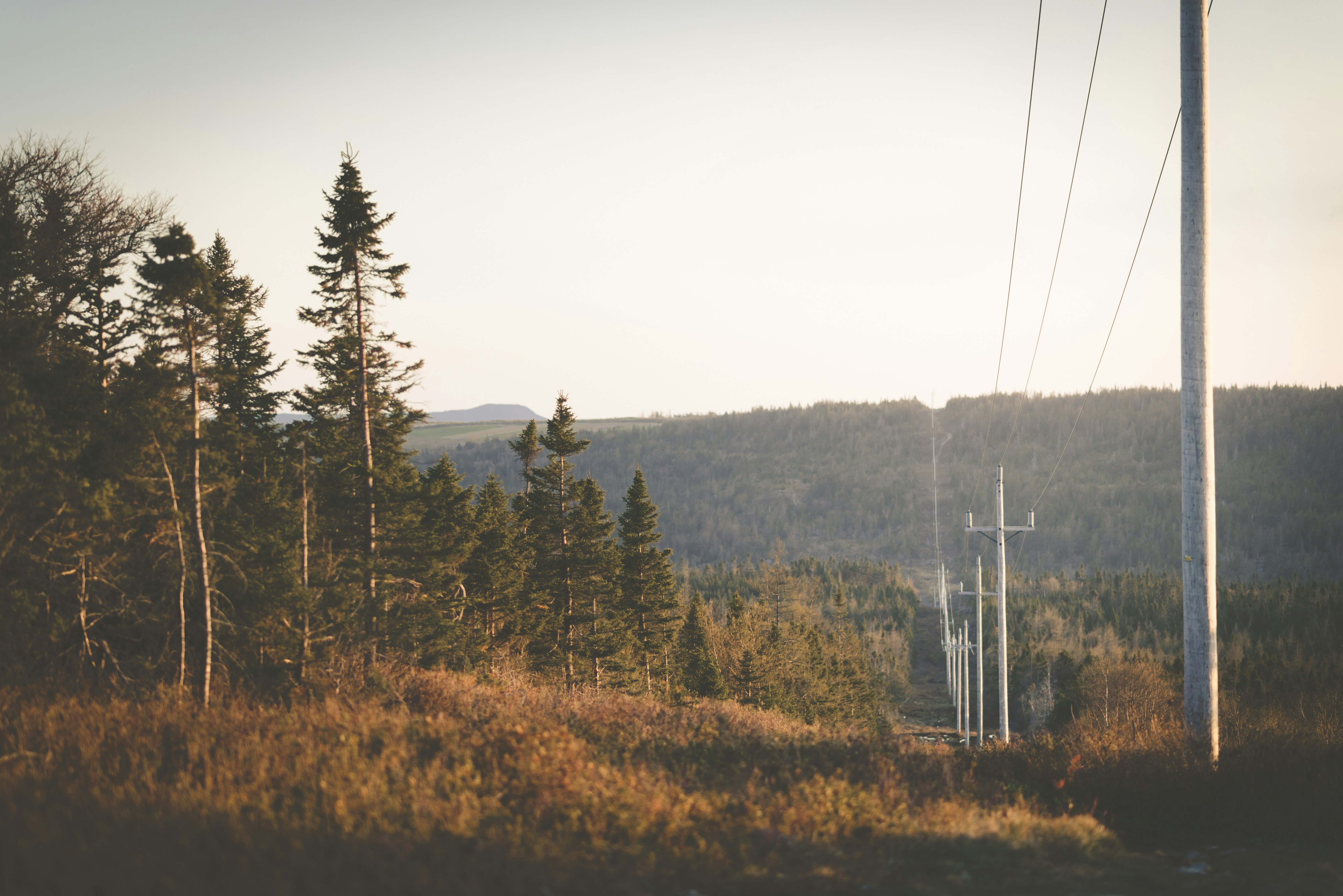 Photo by porkbellysteve