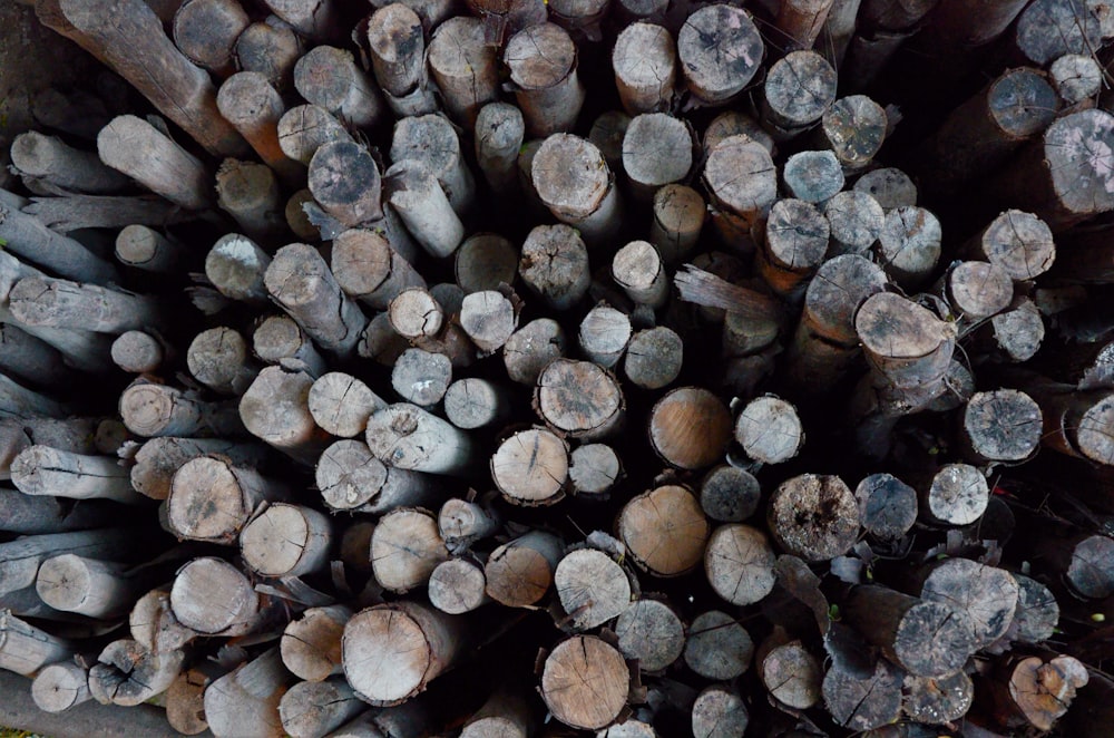 brown and gray wood logs