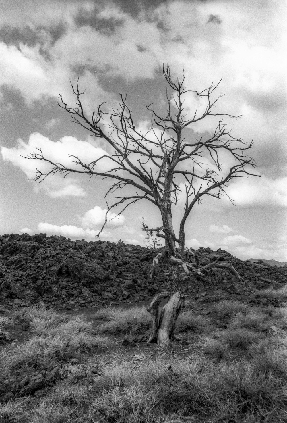 grayscale photo of leafless tree