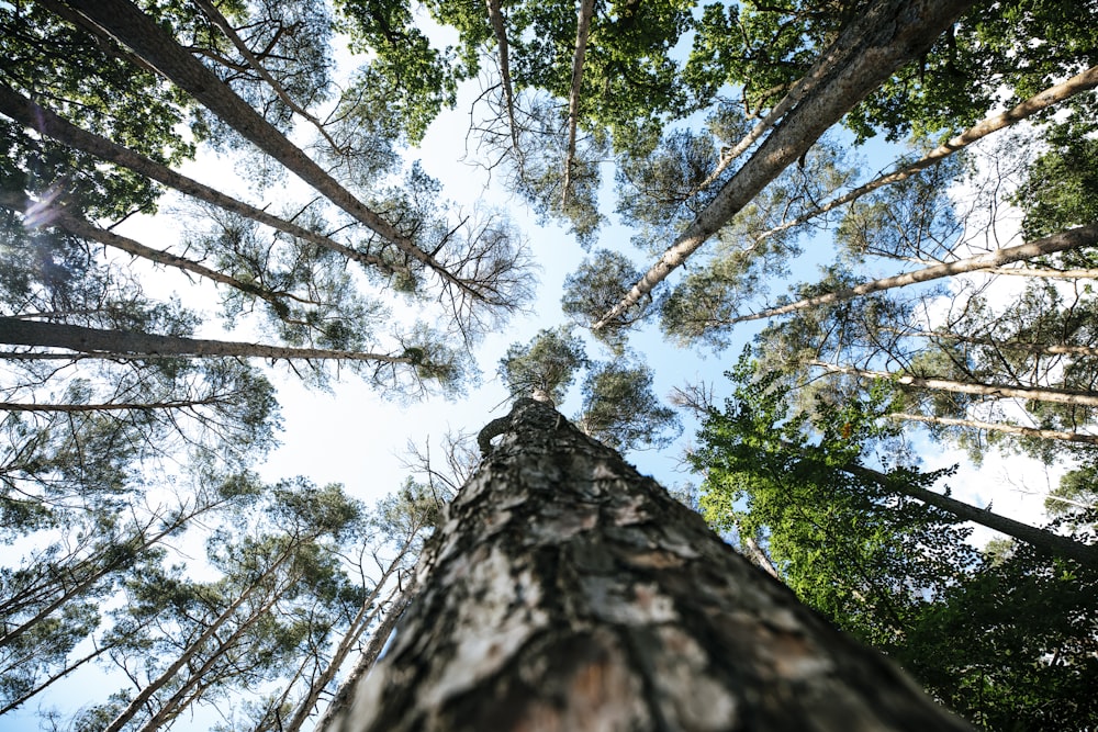 low angle photography of green trees during daytime