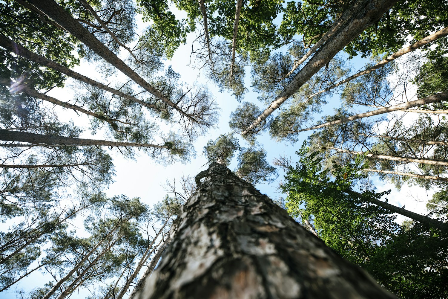 Forest Management