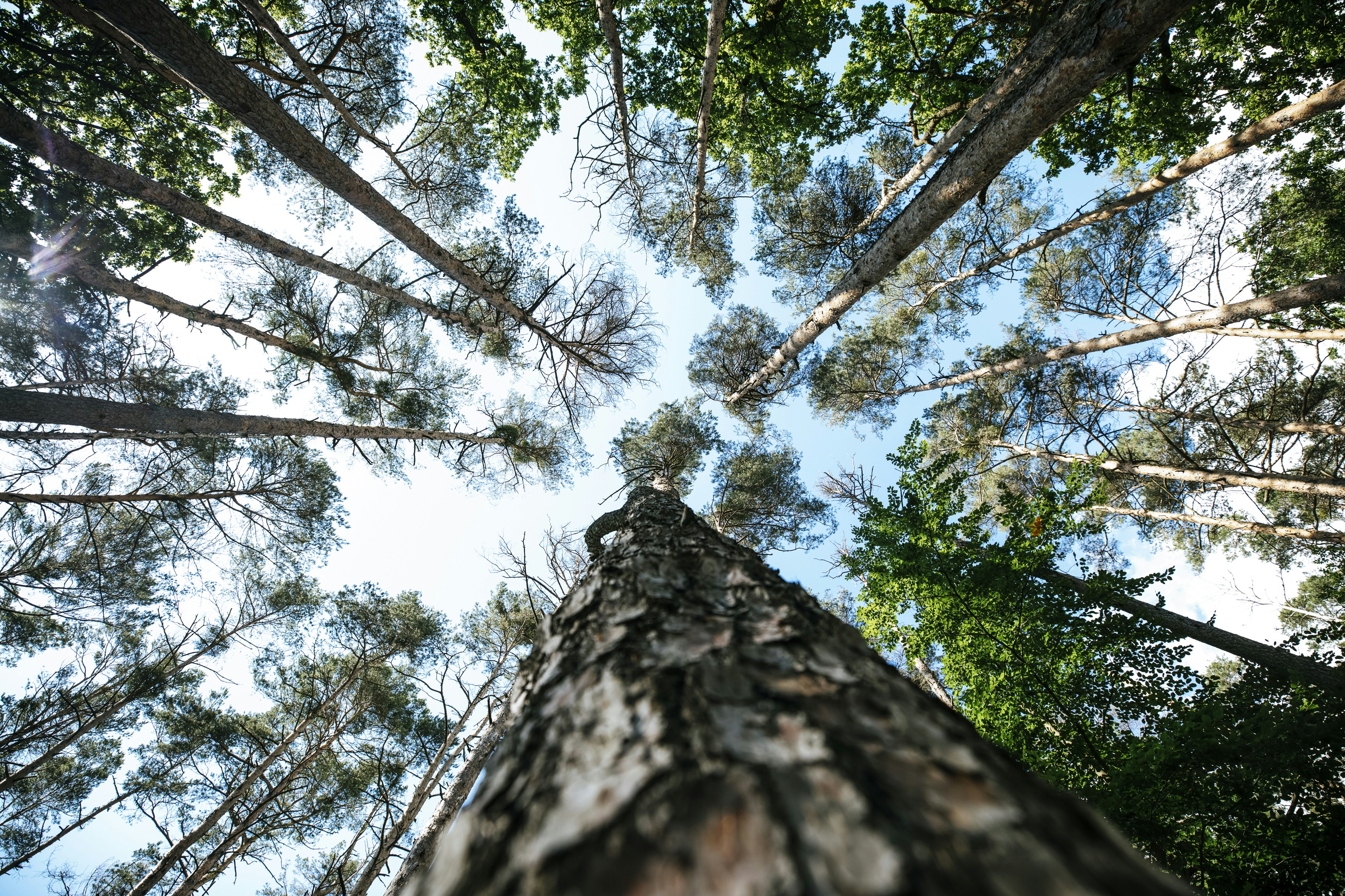 Forest.