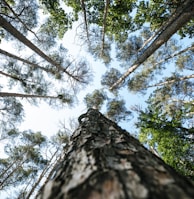 low angle photography of green trees during daytime