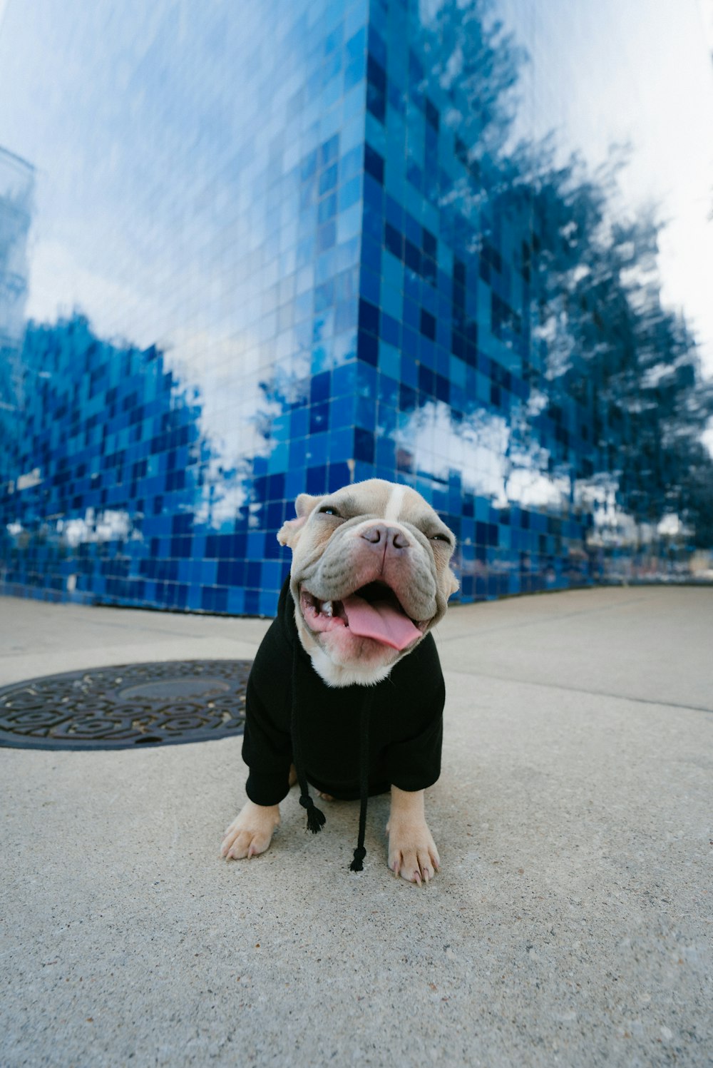 brown and white american pitbull terrier in black coat