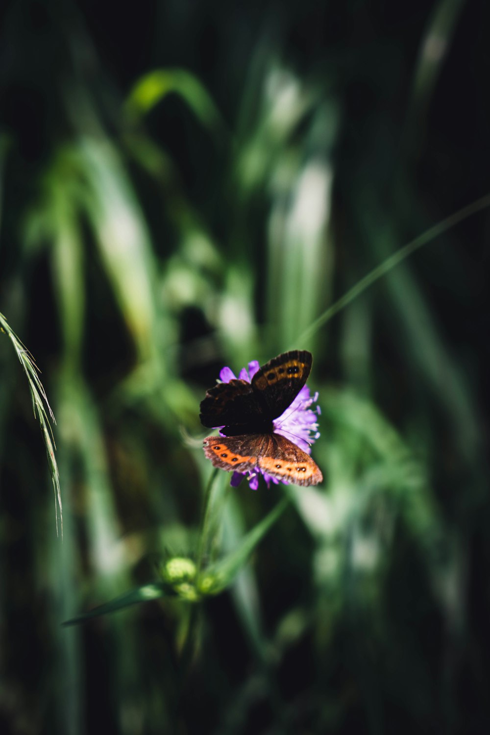 purple and black butterfly on purple flower