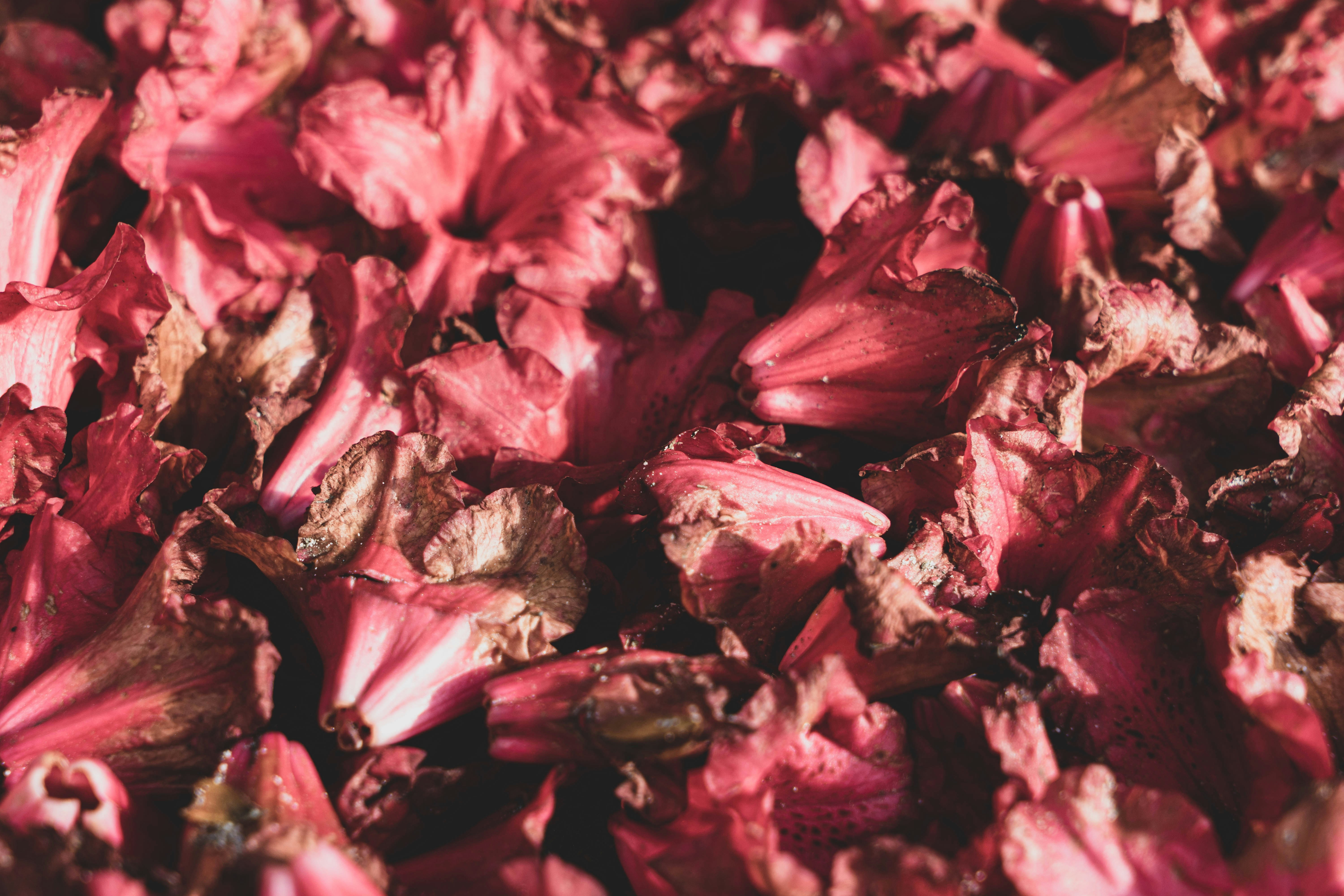 Liebesrezept: Wachteln mit Rosenblättern