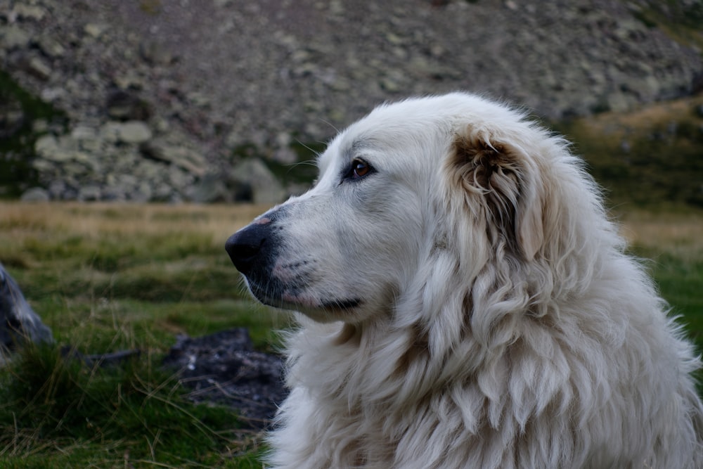 white long coated dog on green grass during daytime