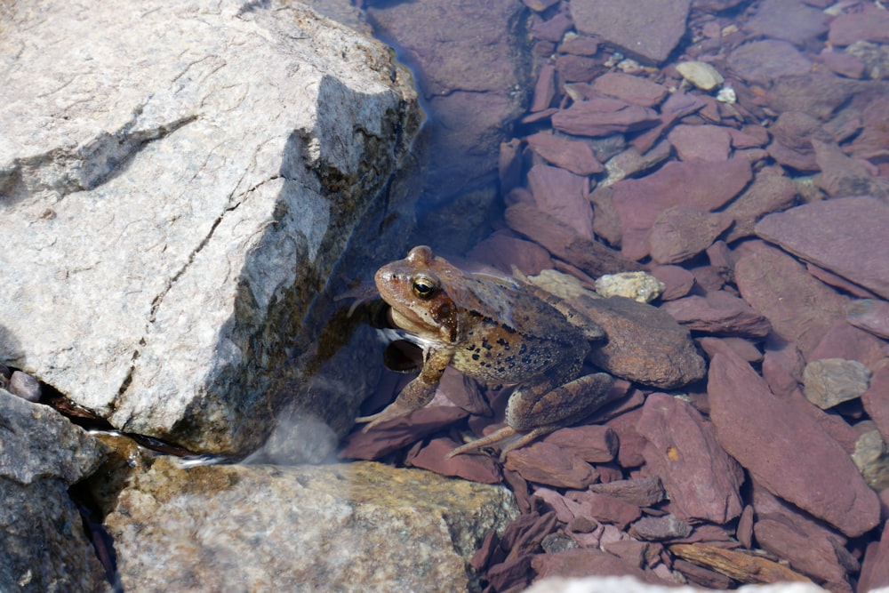 brown frog on gray rock