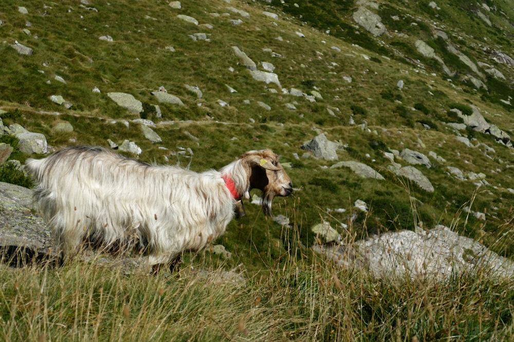 낮 동안 푸른 잔디밭에 흰색과 갈색 긴 코팅 개