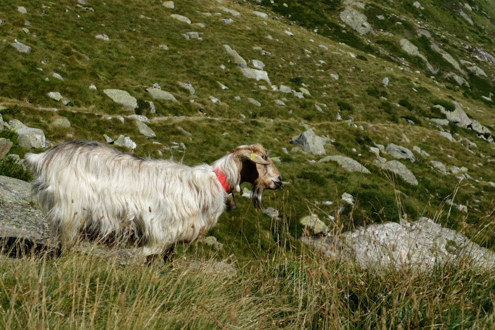 white and brown long coated dog on green grass field during daytime