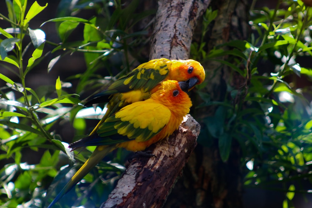 pájaro amarillo y verde en la rama marrón del árbol durante el día