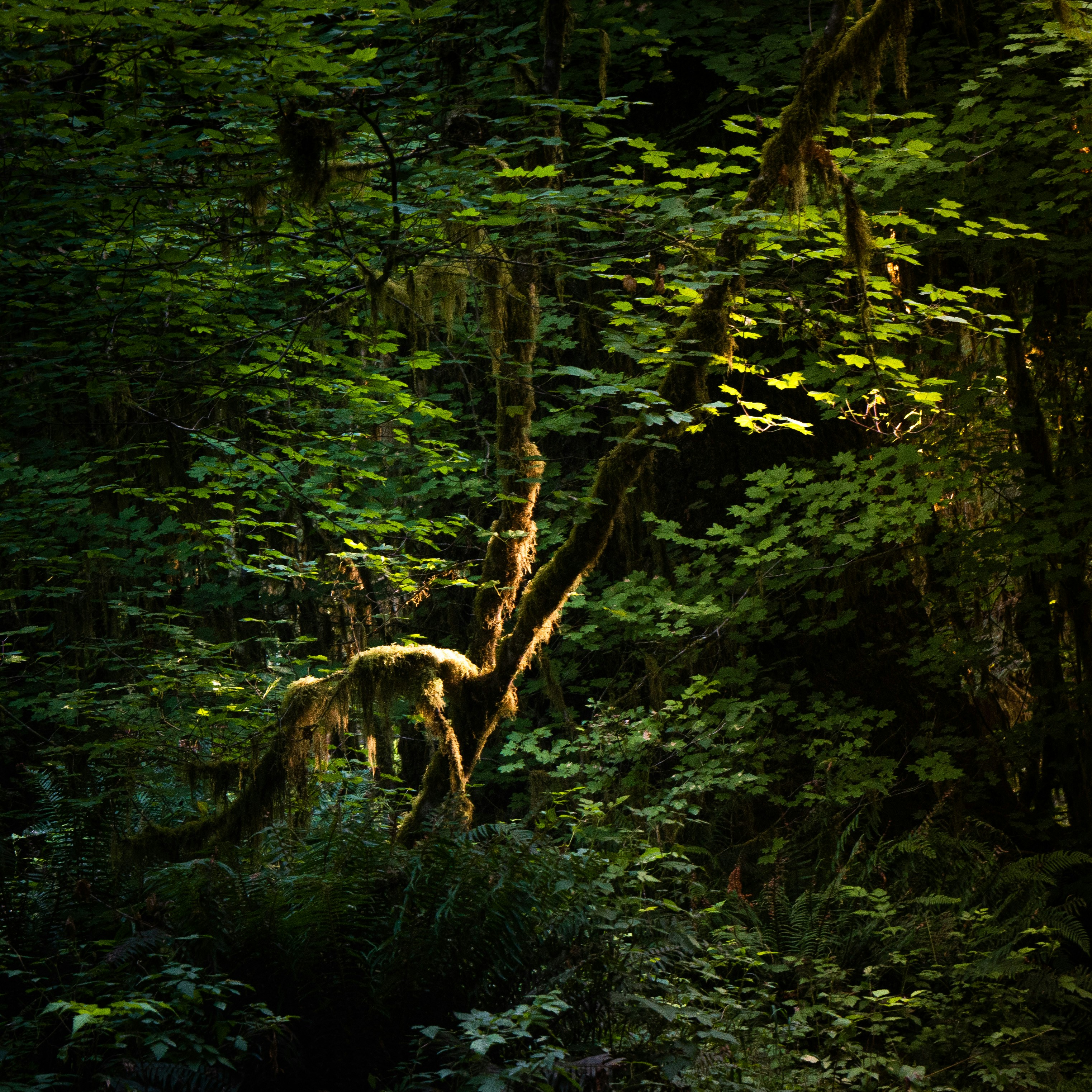 Photo by intricateexplorer