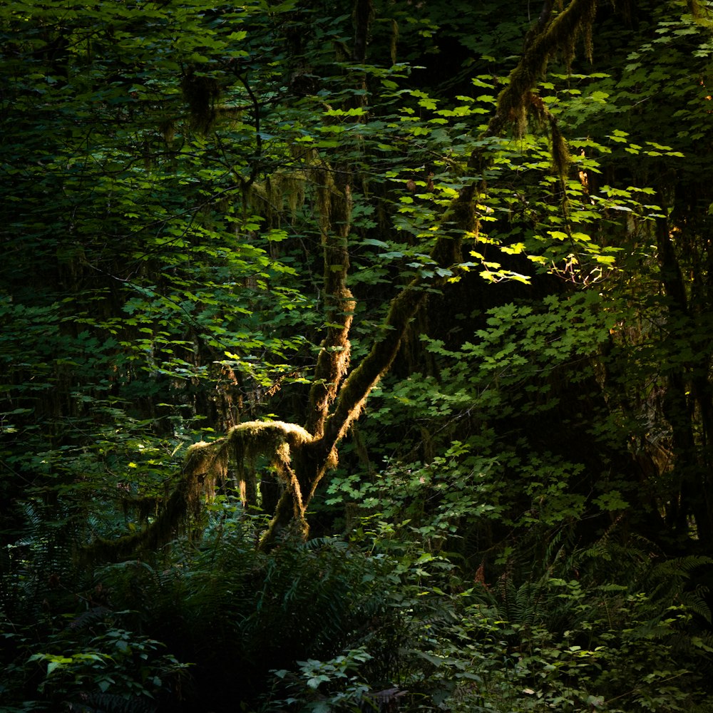 green moss on brown tree trunk