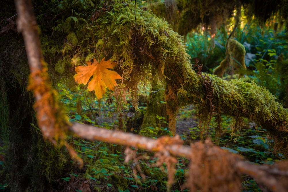 orange maple leaf on brown tree branch