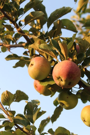 Sunlit apple trees heavy with ripe red fruit in the orchard at golden hour