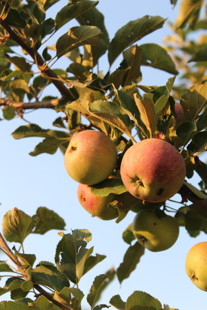 Orchard Fresh Fruits