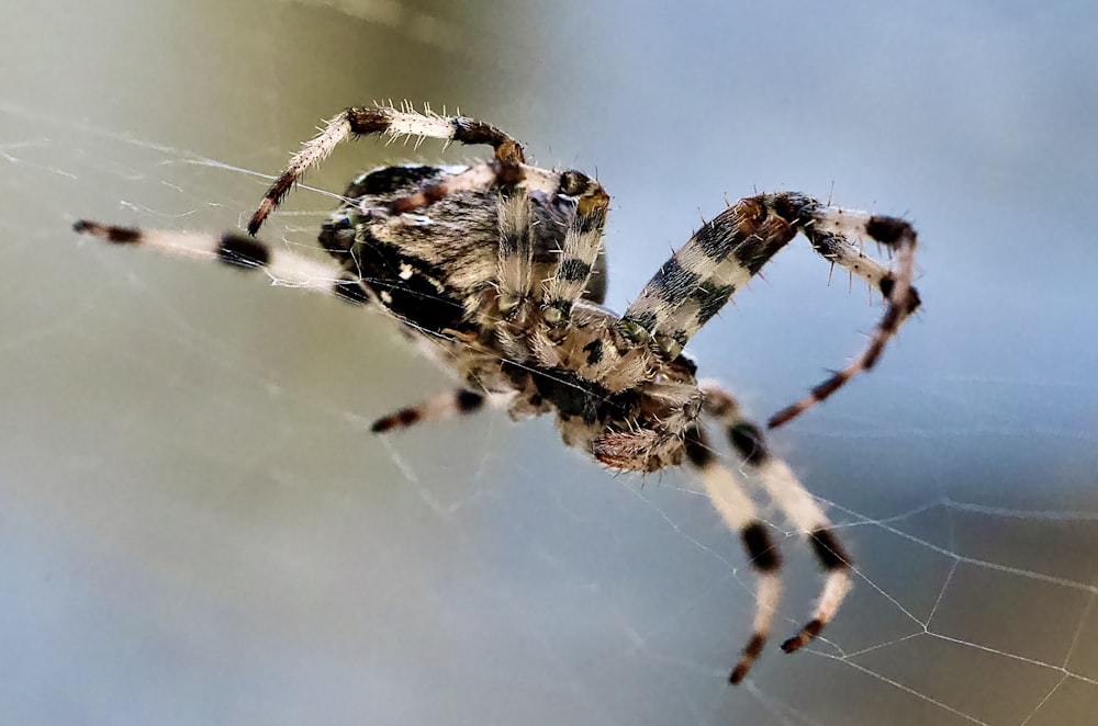 brown and black spider on web