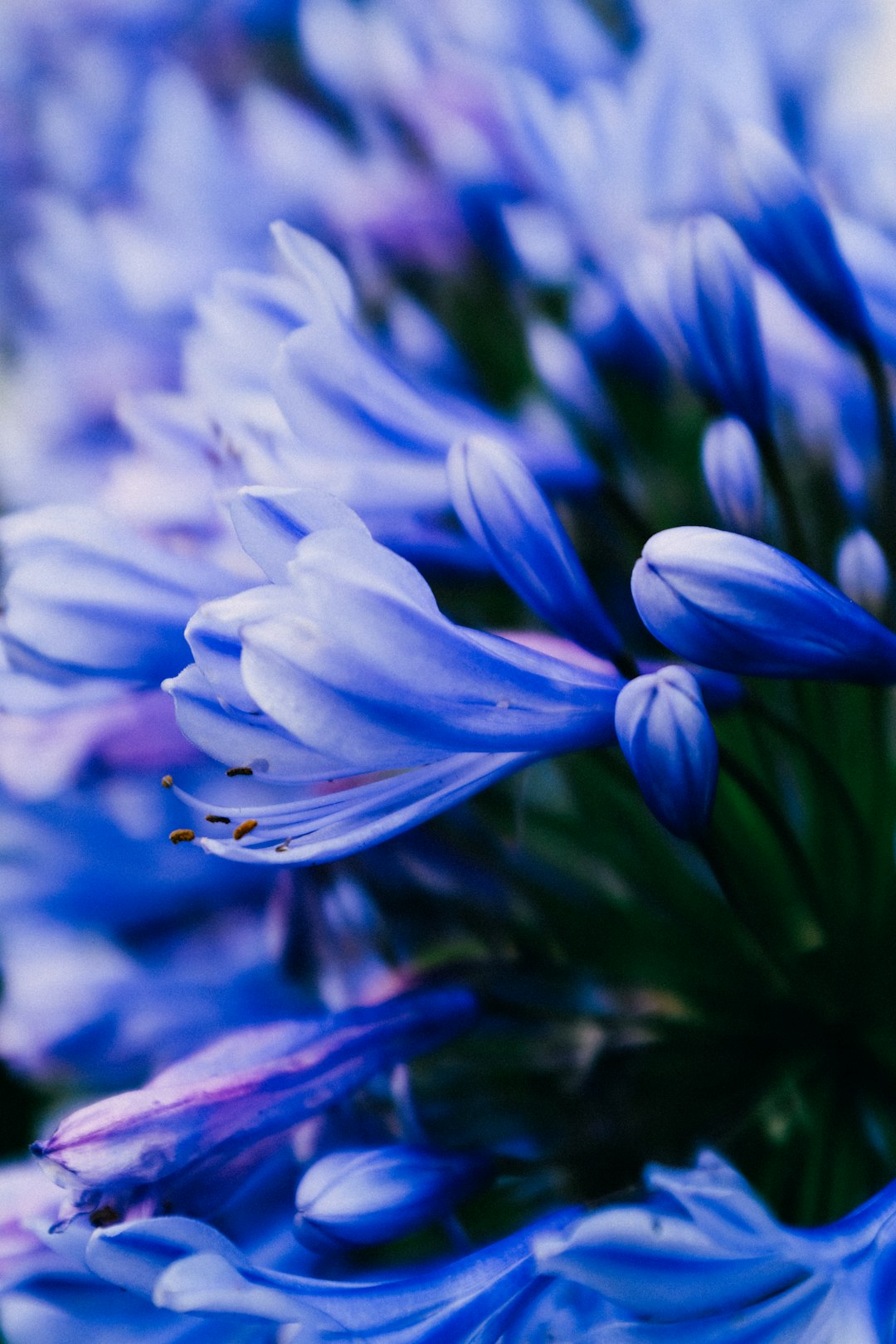 blue crocus flower in bloom during daytime